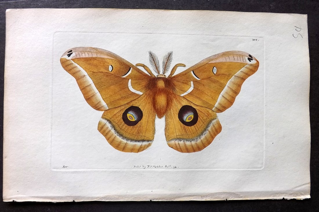 Shaw & Nodder 1798 Hand Col Print. Polyphemus 356 North America Silk Moth: Hand Colored Copper Plate Published 1789-1813, London for "The Naturalist's Miscellany: or Coloured Figures of Natural Objects" by George Shaw and Frederick Nodder. With accompanying descriptive text.