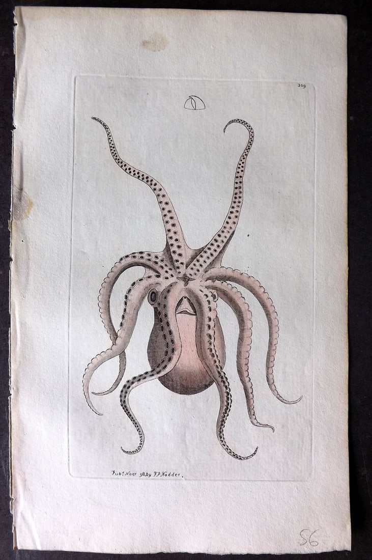 Shaw & Nodder 1798 Hand Col Print. Eight Armed Cuttlefish 359: Hand Colored Copper Plate Published 1789-1813, London for "The Naturalist's Miscellany: or Coloured Figures of Natural Objects" by George Shaw and Frederick Nodder. With accompanying descriptive text.