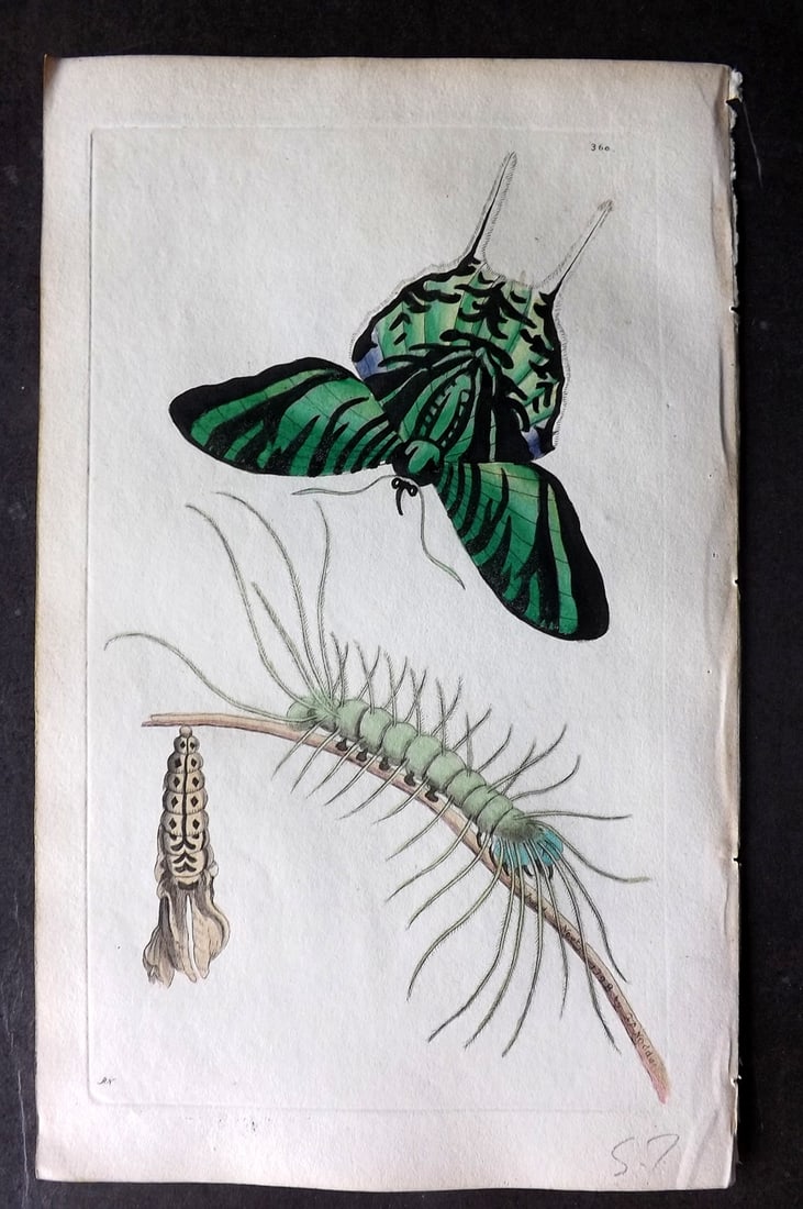 Shaw & Nodder 1798 Hand Col Print. Papillo Leilus Butterfly 360: Hand Colored Copper Plate Published 1789-1813, London for "The Naturalist's Miscellany: or Coloured Figures of Natural Objects" by George Shaw and Frederick Nodder. With accompanying descriptive text.