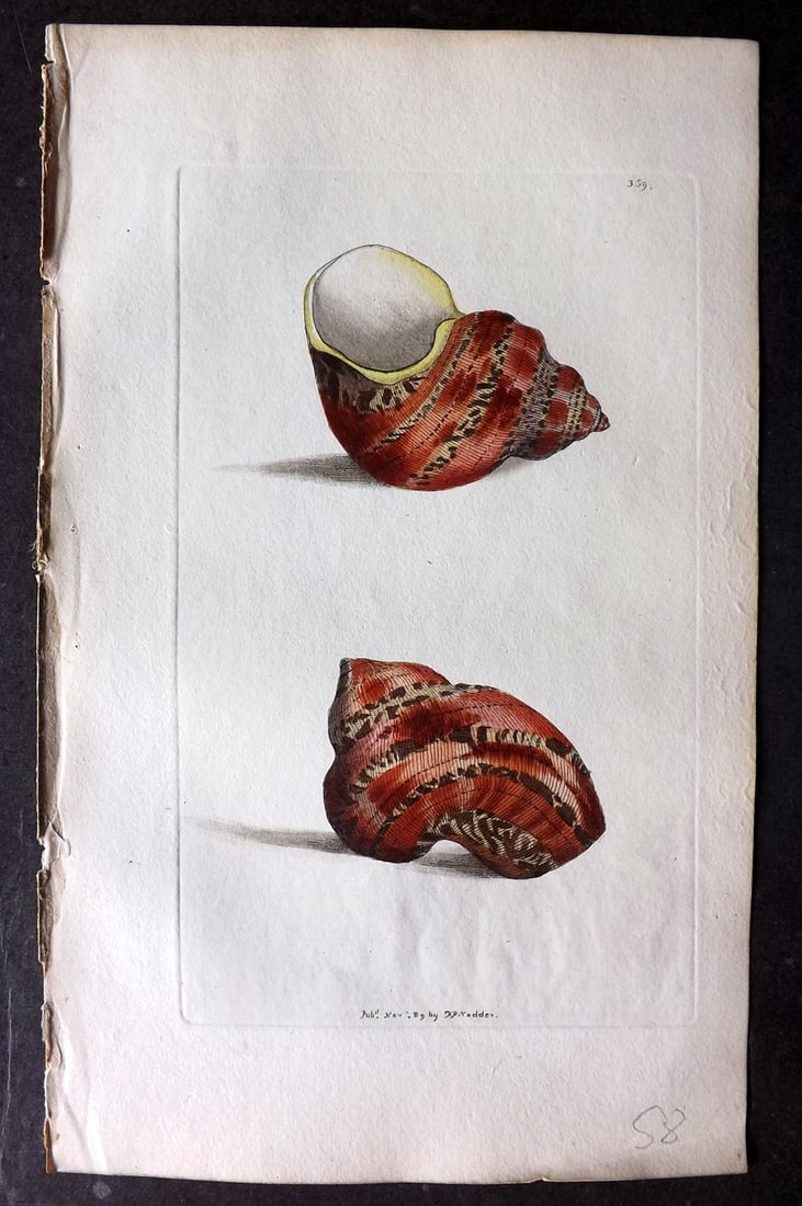 Shaw & Nodder 1798 Hand Col Print. Variegated Turbo Shells 359*: Hand Colored Copper Plate Published 1789-1813, London for "The Naturalist's Miscellany: or Coloured Figures of Natural Objects" by George Shaw and Frederick Nodder. With accompanying descriptive text.