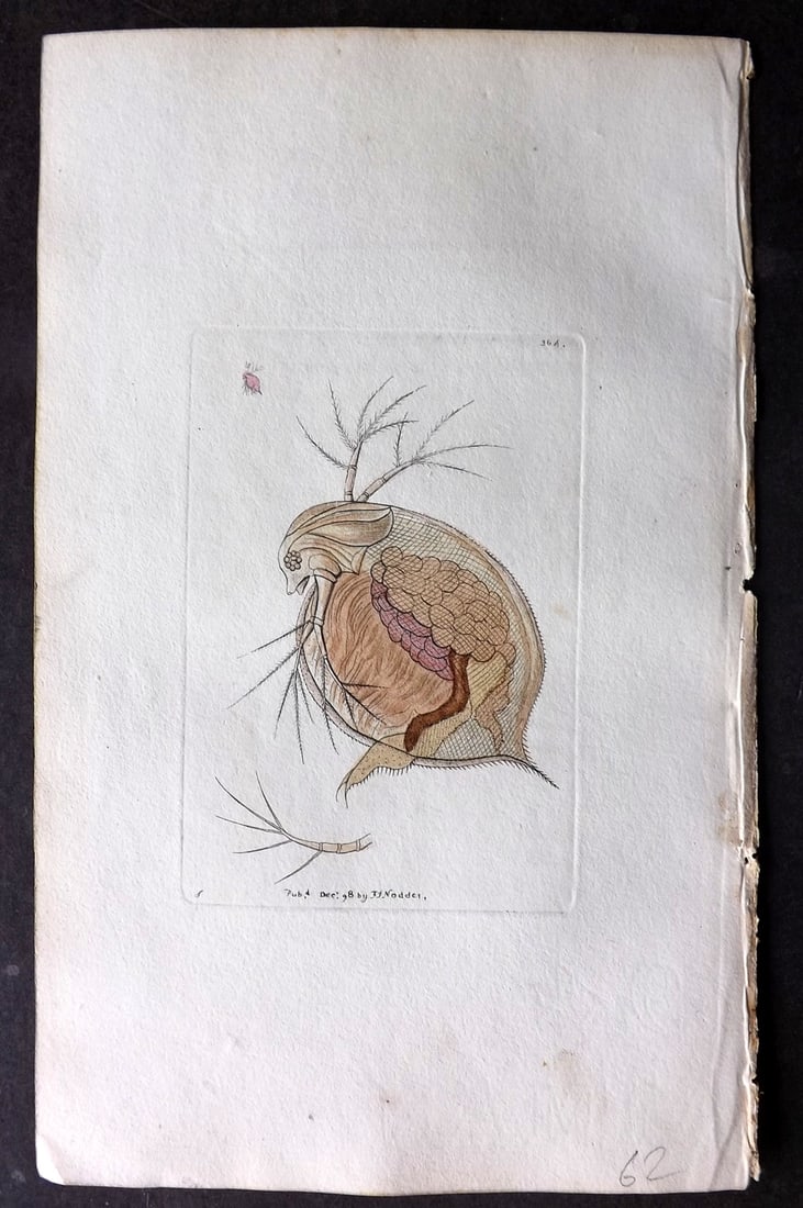 Shaw & Nodder 1798 Hand Col Print. Flea Monoculus 364: Hand Colored Copper Plate Published 1789-1813, London for "The Naturalist's Miscellany: or Coloured Figures of Natural Objects" by George Shaw and Frederick Nodder. With accompanying descriptive text.