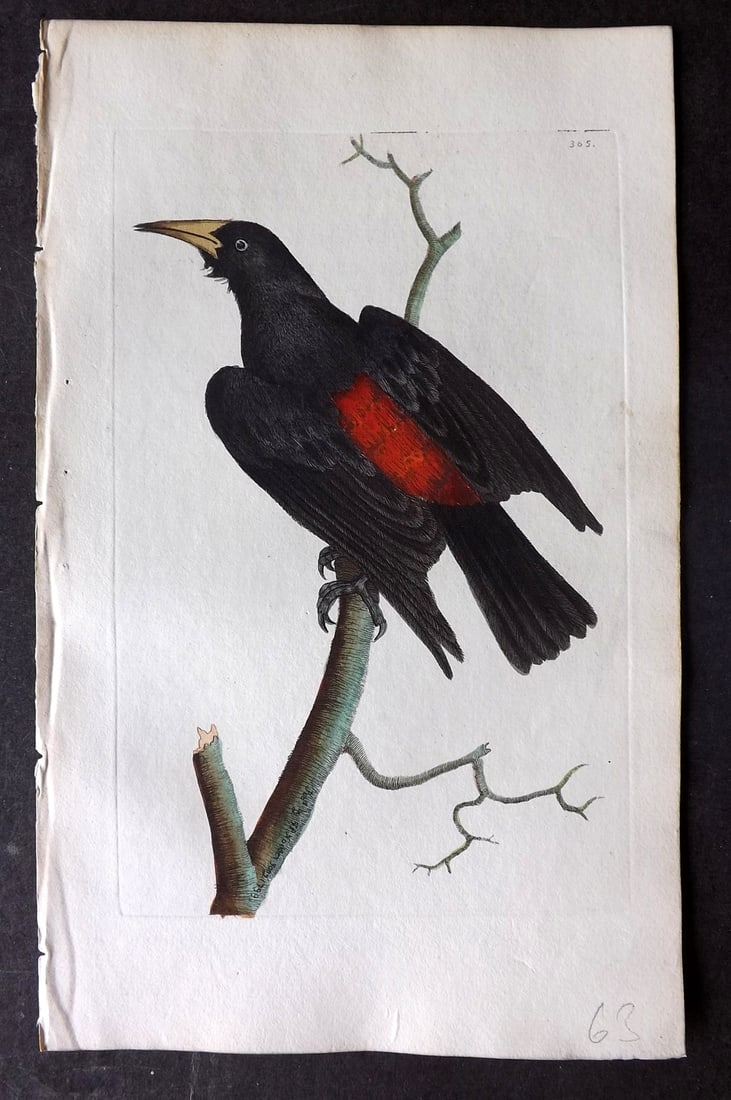 Shaw & Nodder 1798 Hand Col Bird Print. Red Rumped Oriole 365: Hand Colored Copper Plate Published 1789-1813, London for "The Naturalist's Miscellany: or Coloured Figures of Natural Objects" by George Shaw and Frederick Nodder. With accompanying descriptive text.