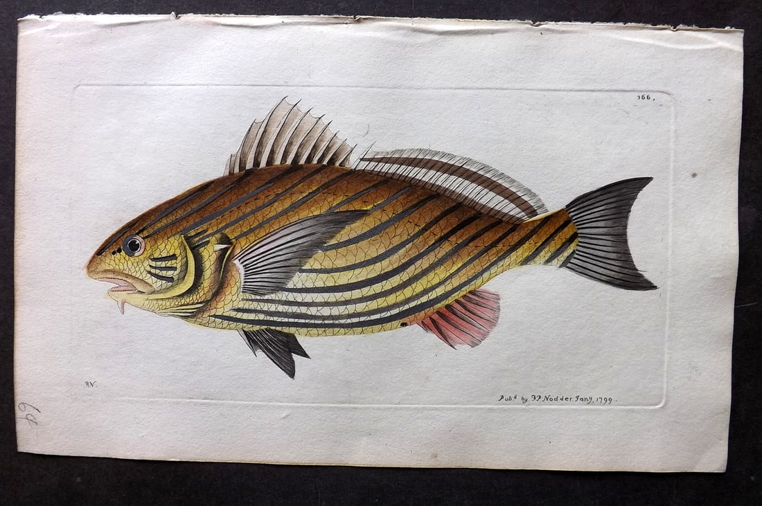 Shaw & Nodder 1798 Hand Col Print. Bearded Sciaena Fish 366 (1 of 1)