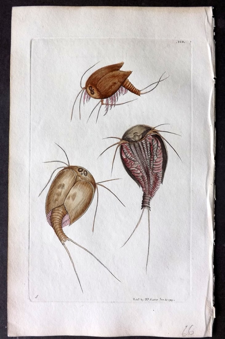 Shaw & Nodder 1798 Hand Col Print. Cancroid Monoculus Insects 368: Hand Colored Copper Plate Published 1789-1813, London for "The Naturalist's Miscellany: or Coloured Figures of Natural Objects" by George Shaw and Frederick Nodder. With accompanying descriptive text.