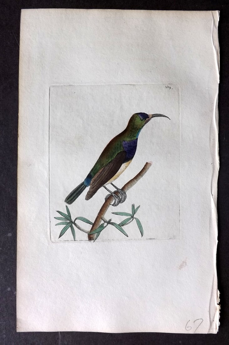 Shaw & Nodder 1798 Hand Col Bird Print. Leona Creeper 369: Hand Colored Copper Plate Published 1789-1813, London for "The Naturalist's Miscellany: or Coloured Figures of Natural Objects" by George Shaw and Frederick Nodder. With accompanying descriptive text.