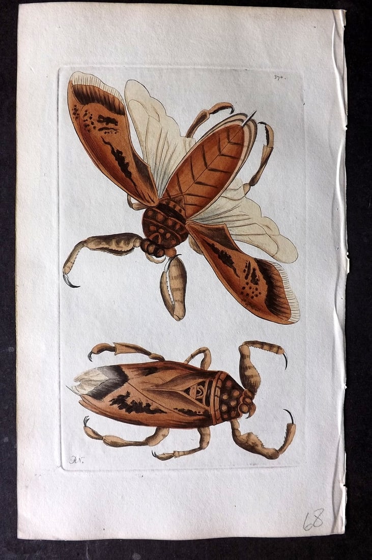 Shaw & Nodder 1799 Hand Col Print. Great Nepa 370: Hand Colored Copper Plate Published 1789-1813, London for "The Naturalist's Miscellany: or Coloured Figures of Natural Objects" by George Shaw and Frederick Nodder. With accompanying descriptive text.