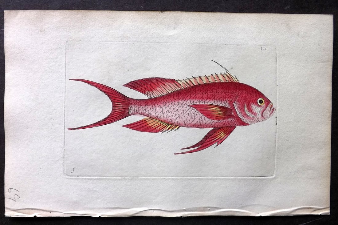 Shaw & Nodder 1799 Hand Col Print. Red Anthias Fish 371 (1 of 1)
