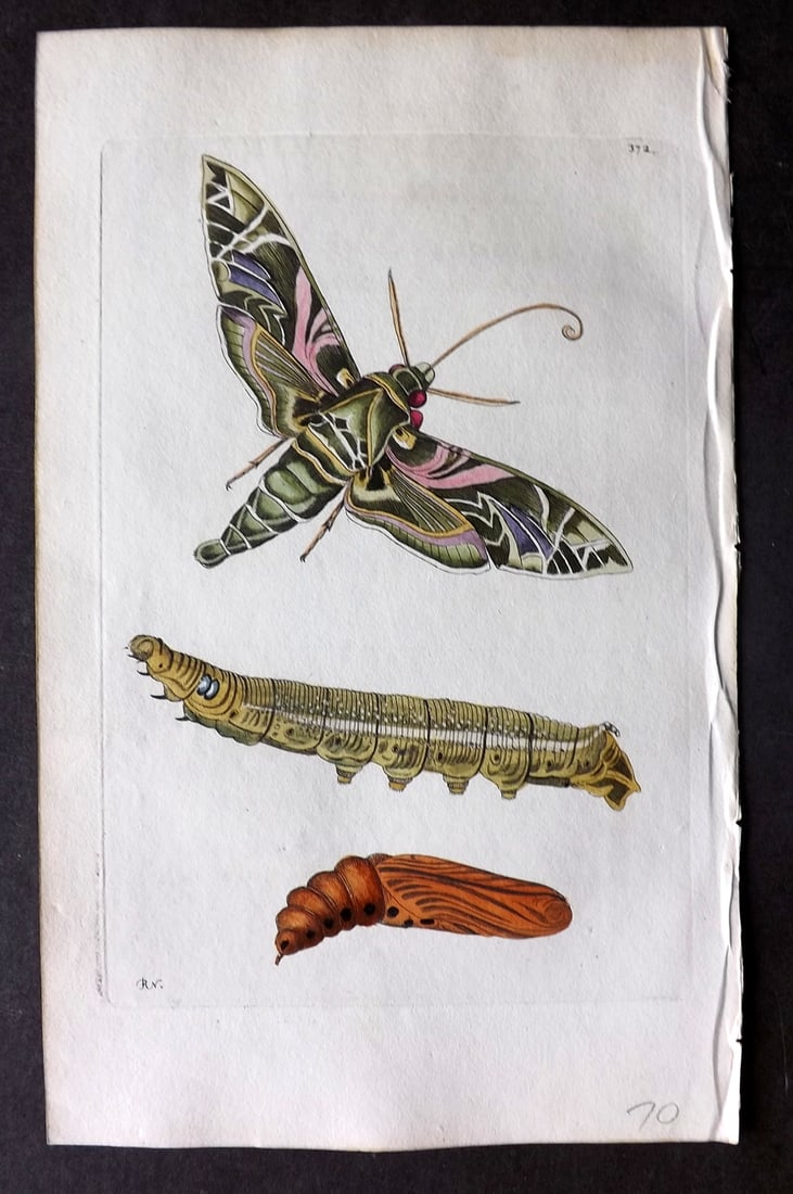 Shaw & Nodder 1799 Hand Col Print. Oleander Sphinx Moth 372: Hand Colored Copper Plate Published 1789-1813, London for "The Naturalist's Miscellany: or Coloured Figures of Natural Objects" by George Shaw and Frederick Nodder. With accompanying descriptive text.