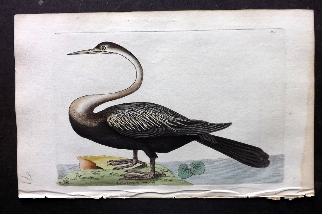 Shaw & Nodder 1799 Hand Col Bird Print. Black Bellied Daerter 373: Hand Colored Copper Plate Published 1789-1813, London for "The Naturalist's Miscellany: or Coloured Figures of Natural Objects" by George Shaw and Frederick Nodder. With accompanying descriptive text.