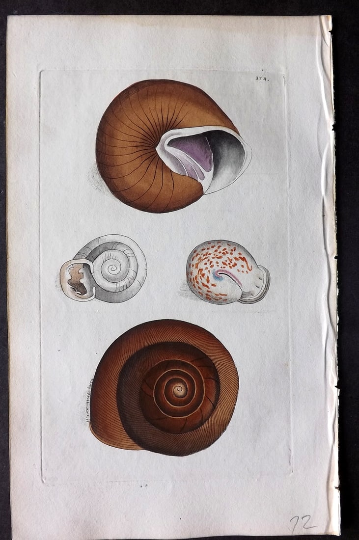 Shaw & Nodder 1799 Hand Col Print. Ringent & Lamp Snails 374 (1 of 1)