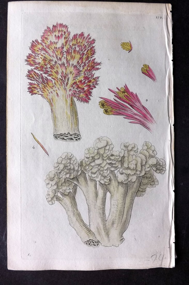 Shaw & Nodder 1799 Hand Col Print. Cauliflower Alcyonium 376 Australia, Sponge: Hand Colored Copper Plate Published 1789-1813, London for "The Naturalist's Miscellany: or Coloured Figures of Natural Objects" by George Shaw and Frederick Nodder. With accompanying descriptive text.
