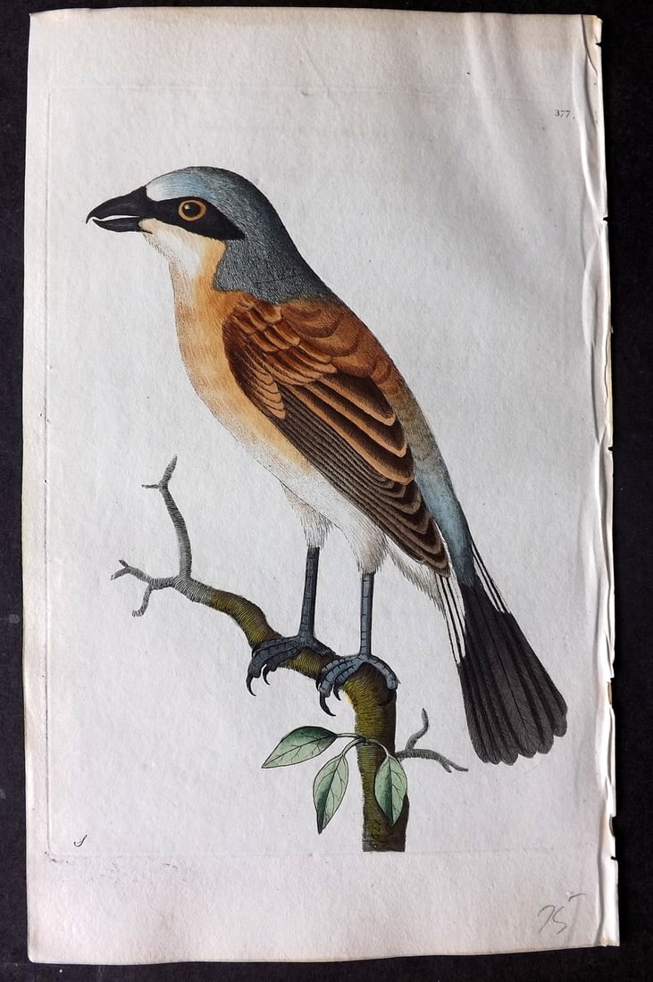 Shaw & Nodder 1799 Hand Col Bird Print. Red-Backed Shrike 377: Hand Colored Copper Plate Published 1789-1813, London for "The Naturalist's Miscellany: or Coloured Figures of Natural Objects" by George Shaw and Frederick Nodder. With accompanying descriptive text.