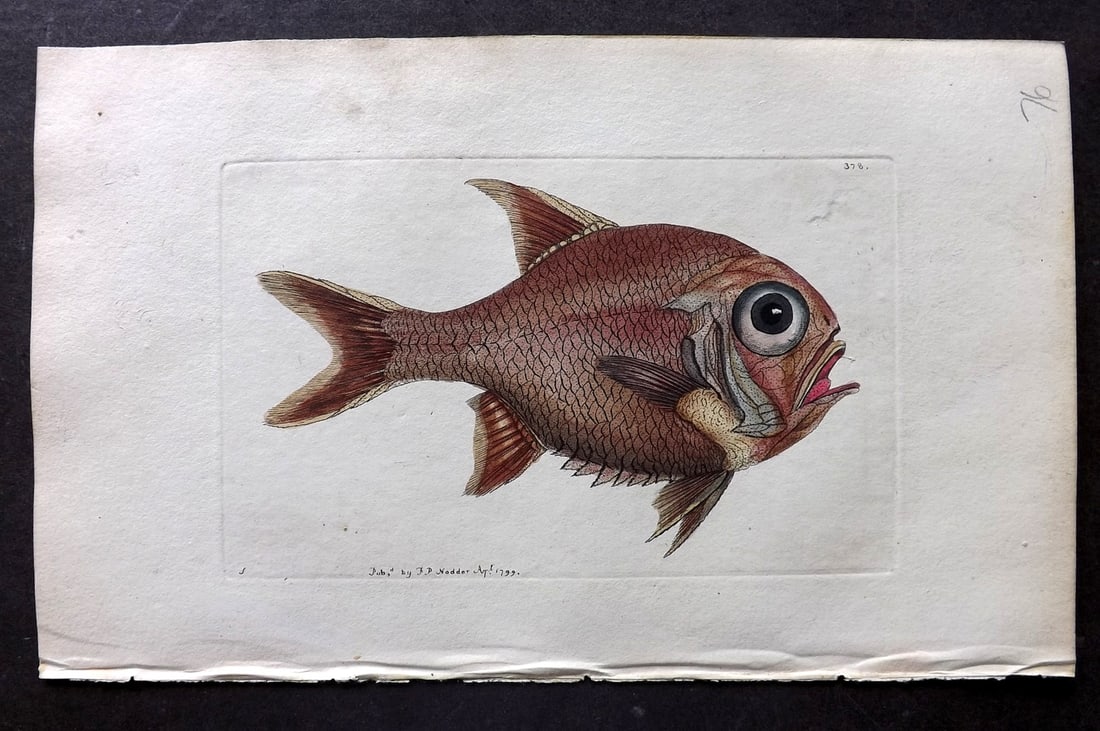 Shaw & Nodder 1799 Hand Col Print. Southern Trachichthys Fish 378 (1 of 1)