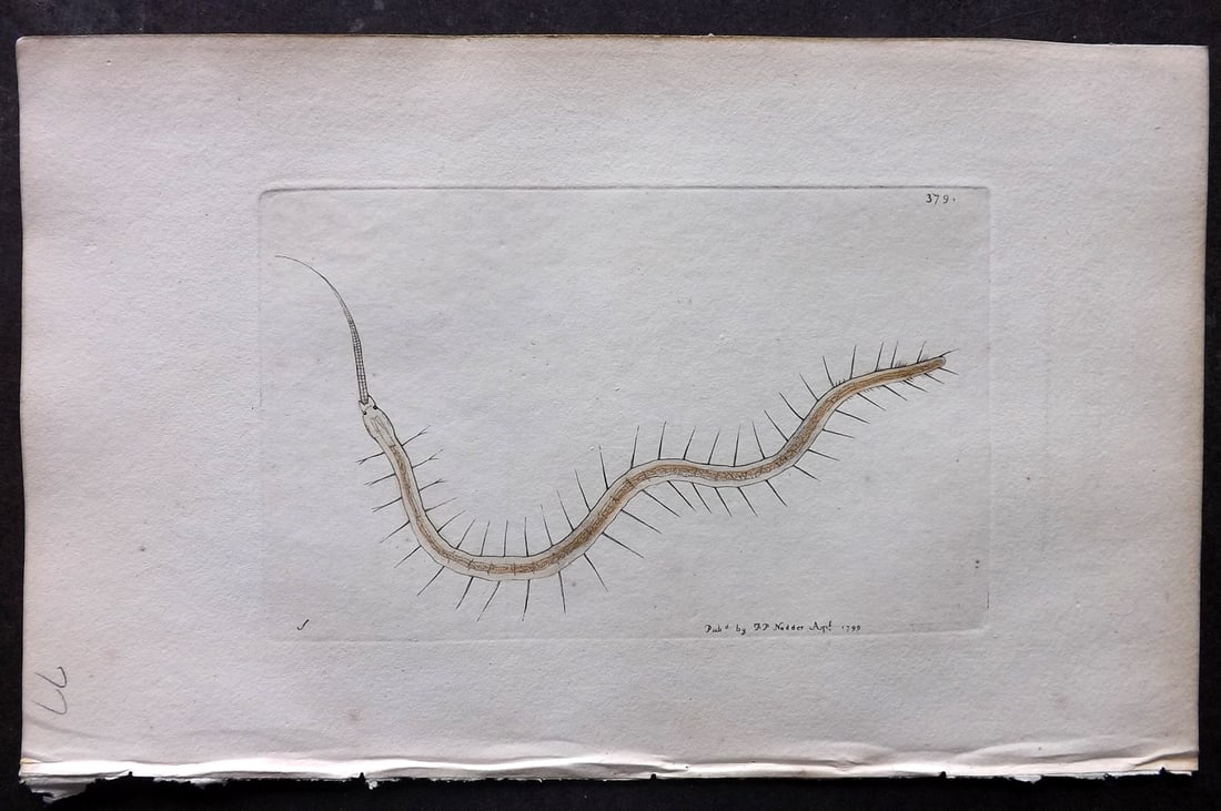 Shaw & Nodder 1799 Hand Col Print. Rostrated Nais 379 Water Worm: Hand Colored Copper Plate Published 1789-1813, London for "The Naturalist's Miscellany: or Coloured Figures of Natural Objects" by George Shaw and Frederick Nodder. With accompanying descriptive text.