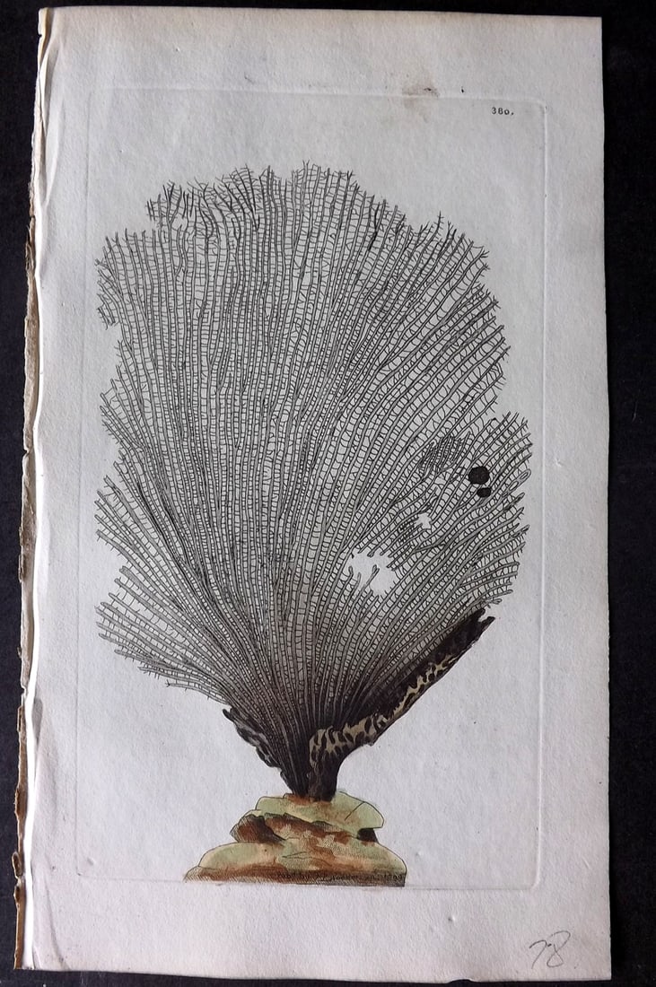 Shaw & Nodder 1799 Hand Col Print. Fan Sponge 380: Hand Colored Copper Plate Published 1789-1813, London for "The Naturalist's Miscellany: or Coloured Figures of Natural Objects" by George Shaw and Frederick Nodder. With accompanying descriptive text.