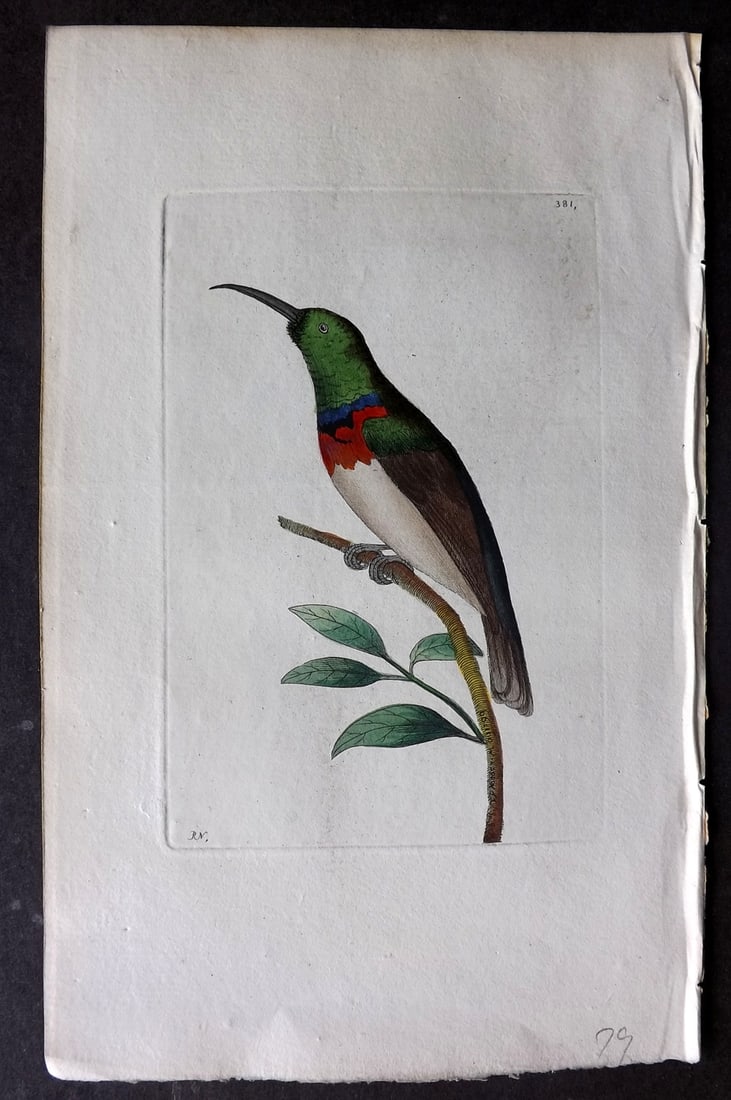 Shaw & Nodder 1799 Hand Col Bird Print. Chalybean Creeper 381: Hand Colored Copper Plate Published 1789-1813, London for "The Naturalist's Miscellany: or Coloured Figures of Natural Objects" by George Shaw and Frederick Nodder. With accompanying descriptive text.