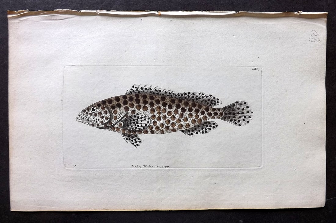 Shaw & Nodder 1799 Hand Col Print. Spotted Epinephelus Fish 382 (1 of 1)