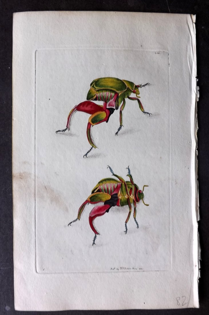 Shaw & Nodder 1799 Hand Col Print. Kanguroo Beetle 384: Hand Colored Copper Plate Published 1789-1813, London for "The Naturalist's Miscellany: or Coloured Figures of Natural Objects" by George Shaw and Frederick Nodder. With accompanying descriptive text.