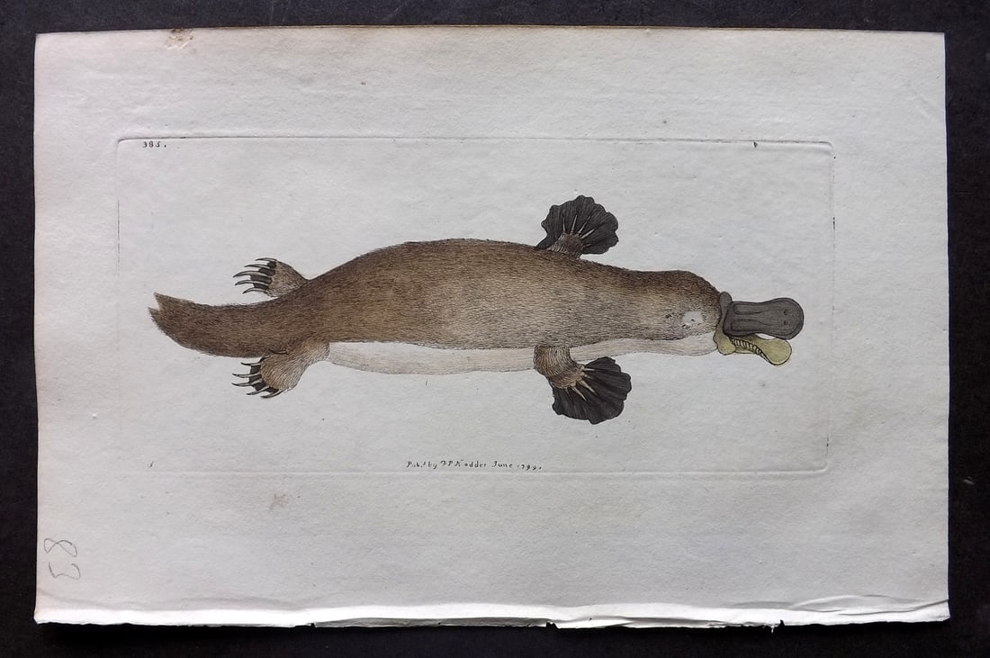 Shaw & Nodder 1799 Hand Col Print. Duck Billed Platypus 385 Australia (1 of 1)