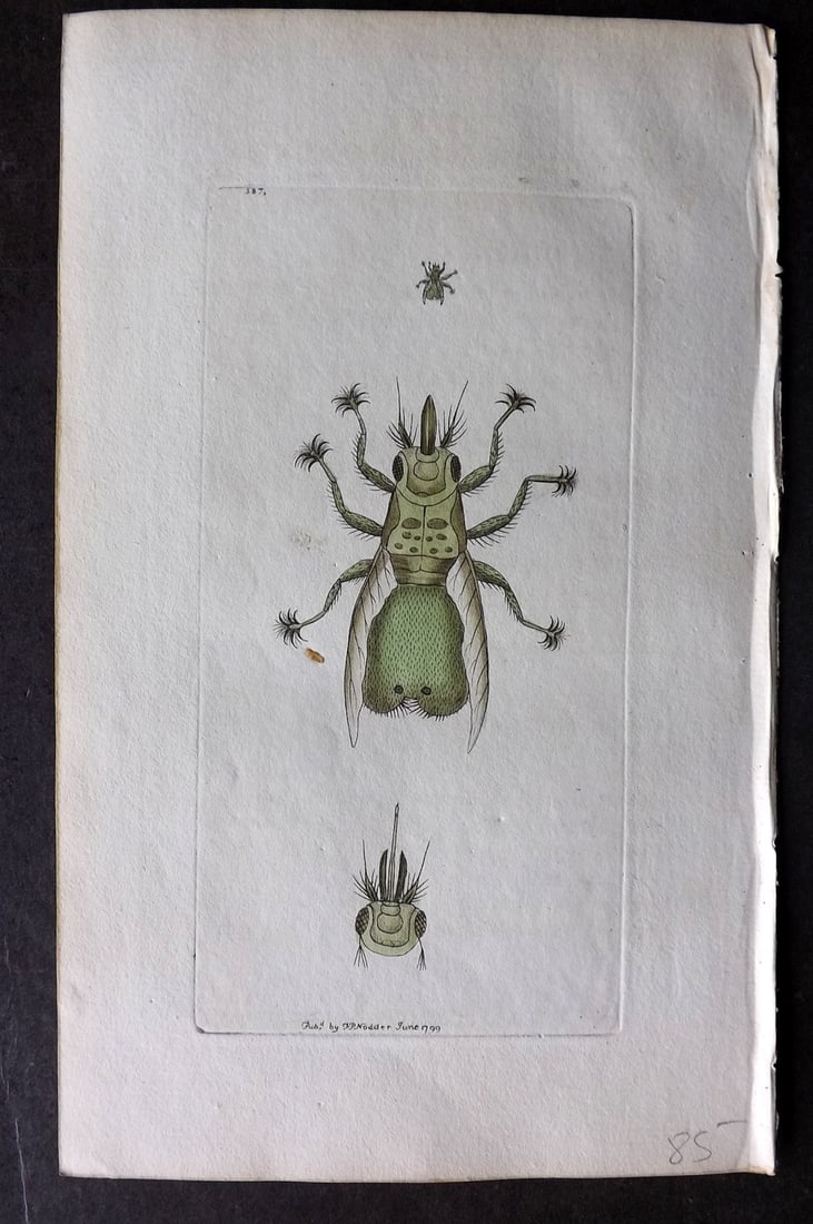 Shaw & Nodder 1799 Hand Col Print. Swallow Hippobosca 387: Hand Colored Copper Plate Published 1789-1813, London for "The Naturalist's Miscellany: or Coloured Figures of Natural Objects" by George Shaw and Frederick Nodder. With accompanying descriptive text.