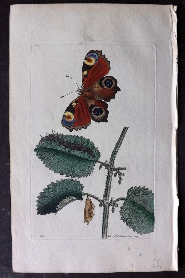 Shaw & Nodder 1799 Hand Col Print. Peacock Butterfly 388: Hand Colored Copper Plate Published 1789-1813, London for "The Naturalist's Miscellany: or Coloured Figures of Natural Objects" by George Shaw and Frederick Nodder. With accompanying descriptive text.