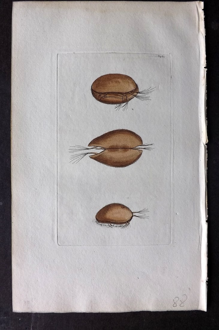 Shaw & Nodder 1799 Hand Col Print. Muscle Monoculus 390: Hand Colored Copper Plate Published 1789-1813, London for "The Naturalist's Miscellany: or Coloured Figures of Natural Objects" by George Shaw and Frederick Nodder. With accompanying descriptive text.