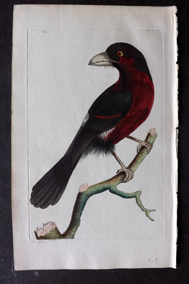 Shaw & Nodder 1799 Hand Col Bird Print. Tooth Billed Barbet 393: Hand Colored Copper Plate Published 1789-1813, London for "The Naturalist's Miscellany: or Coloured Figures of Natural Objects" by George Shaw and Frederick Nodder. With accompanying descriptive text.
