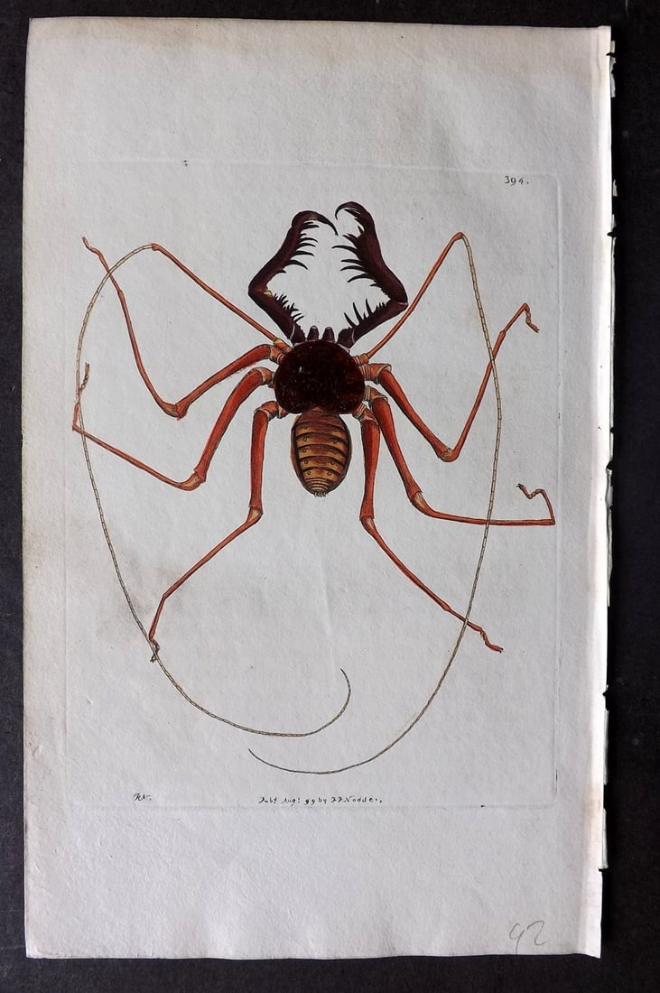Shaw & Nodder 1799 Hand Col Print. Reniform Phalangium 394: Hand Colored Copper Plate Published 1789-1813, London for "The Naturalist's Miscellany: or Coloured Figures of Natural Objects" by George Shaw and Frederick Nodder. With accompanying descriptive text.