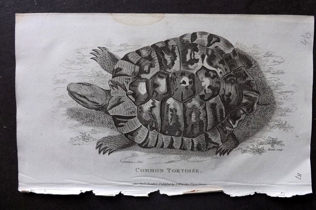 Shaw, George 1809 Antique Print. Common Tortoise 87: Copper Plate Published 1809 by G.Kearsley, London for "Zoological Lectures..." by George Shaw. Paper Size: 8 x 5 inch (21 x 13cm) Tiny water stain in top margin. Good Condition