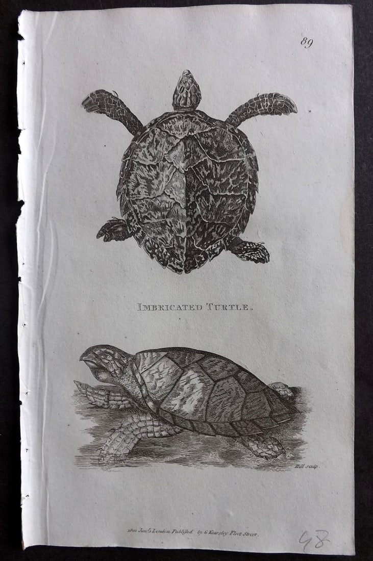 Shaw, George 1809 Antique Print. Imbricated Turtle 89: Copper Plate Published 1809 by G.Kearsley, London for "Zoological Lectures..." by George Shaw. Paper Size: 8 x 5 inch (21 x 13cm) Good Condition