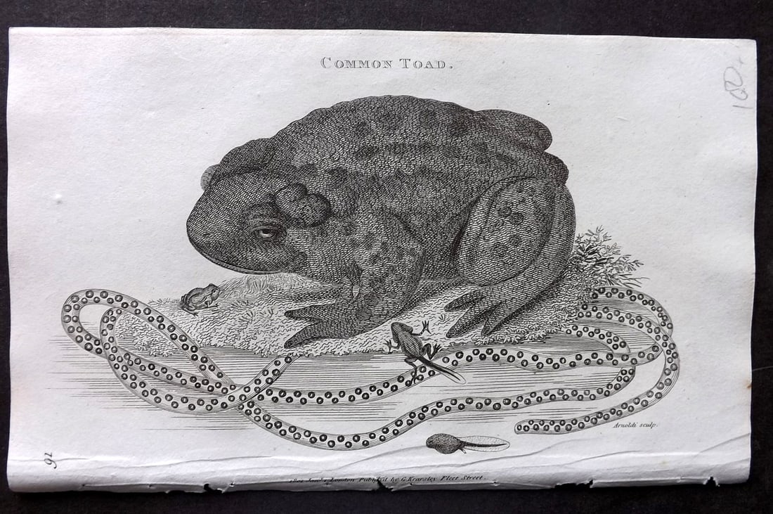 Shaw, George 1809 Antique Print. Common Toad 91: Copper Plate Published 1809 by G.Kearsley, London for "Zoological Lectures..." by George Shaw. Paper Size: 8 x 5 inch (21 x 13cm) Good Condition