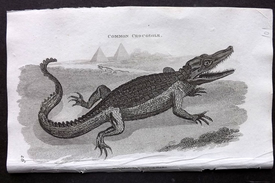 Shaw, George 1809 Antique Print. Common Crocodile 92: Copper Plate Published 1809 by G.Kearsley, London for "Zoological Lectures..." by George Shaw. Paper Size: 8 x 5 inch (21 x 13cm) Good Condition