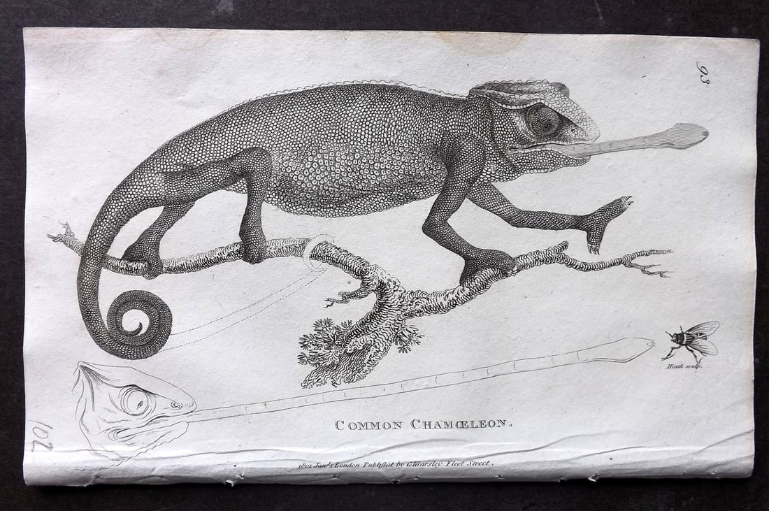 Shaw, George 1809 Antique Print. Common Chamoeleon Lizard 93: Copper Plate Published 1809 by G.Kearsley, London for "Zoological Lectures..." by George Shaw. Paper Size: 8 x 5 inch (21 x 13cm) Good Condition