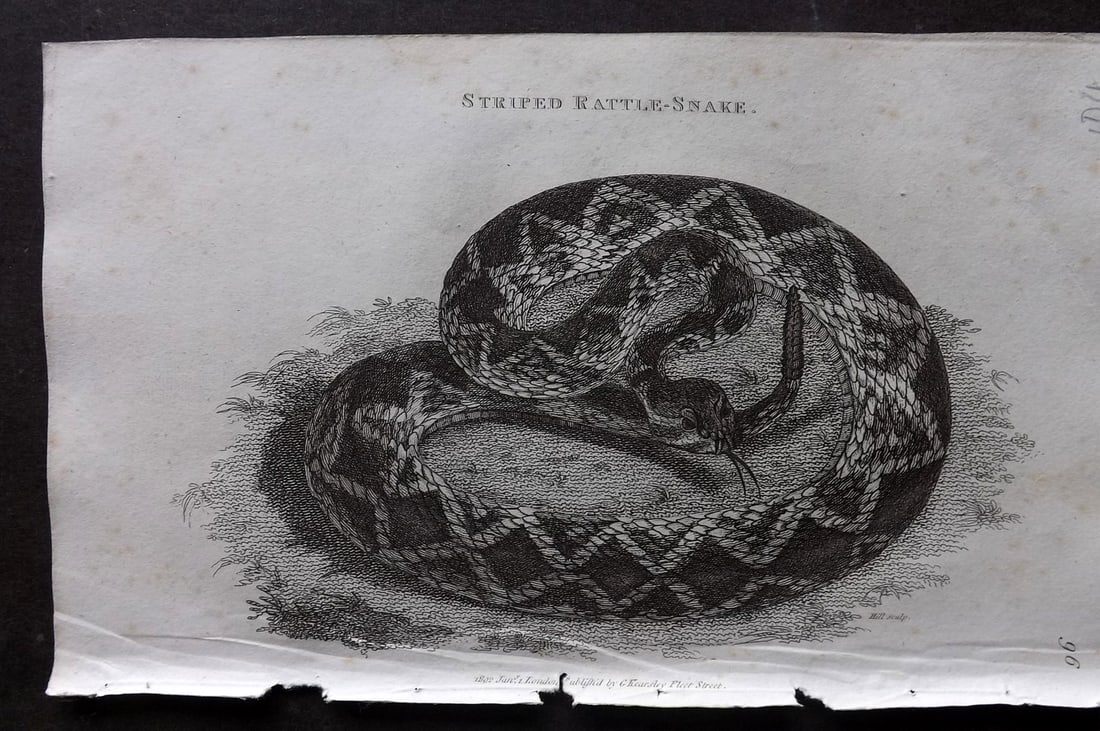 Shaw, George 1809 Antique Print. Striped Rattle-Snake 96: Copper Plate Published 1809 by G.Kearsley, London for "Zoological Lectures..." by George Shaw. Paper Size: 8 x 5 inch (21 x 13cm) Very minor toning and minor corner margin wrinkle, otherwise Good Cond