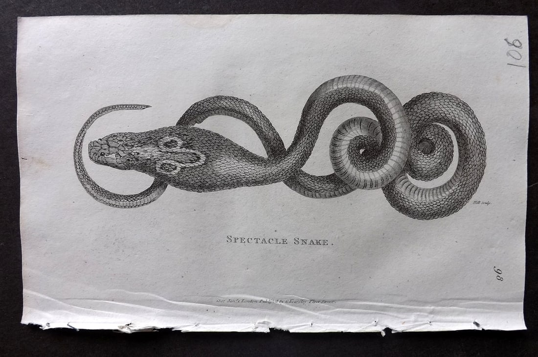 Shaw, George 1809 Antique Print. Spectacle Snake 98: Copper Plate Published 1809 by G.Kearsley, London for "Zoological Lectures..." by George Shaw. Paper Size: 8 x 5 inch (21 x 13cm) Good Condition