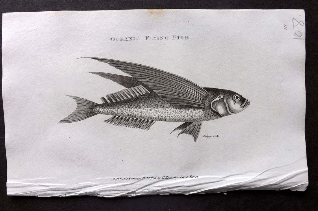 Shaw, George 1809 Antique Print. Oceanic Flying Fish 111: Copper Plate Published 1809 by G.Kearsley, London for "Zoological Lectures..." by George Shaw. Paper Size: 8 x 5 inch (21 x 13cm) Tiny tone mark at edge of top margin, Good Condition