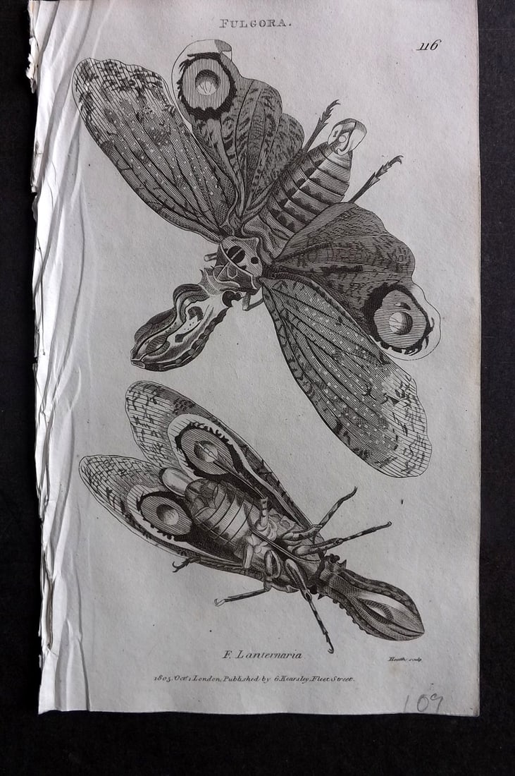 Shaw, George 1809 Antique Print. Fulgora Moth 116: Copper Plate Published 1809 by G.Kearsley, London for "Zoological Lectures..." by George Shaw. Paper Size: 8 x 5 inch (21 x 13cm) Good Condition
