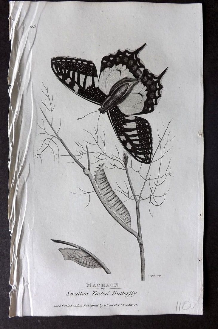 Shaw, George 1809 Antique Print. Swallow Tailed Butterfly: Copper Plate Published 1809 by G.Kearsley, London for "Zoological Lectures..." by George Shaw. Paper Size: 8 x 5 inch (21 x 13cm) Good Condition