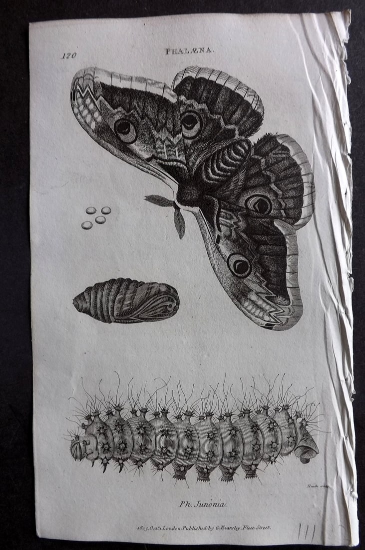 Shaw, George 1809 Antique Print. Phalaena Moth 120: Copper Plate Published 1809 by G.Kearsley, London for "Zoological Lectures..." by George Shaw. Paper Size: 8 x 5 inch (21 x 13cm) Good Condition