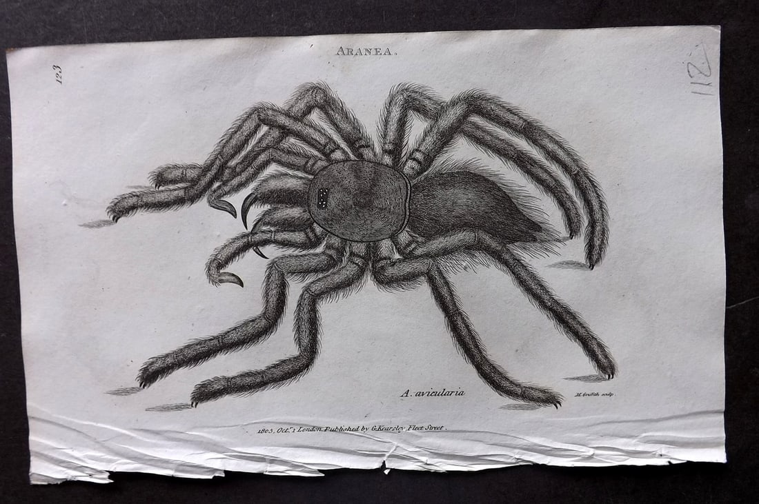 Shaw, George 1809 Antique Print. Aranea Spider 123: Copper Plate Published 1809 by G.Kearsley, London for "Zoological Lectures..." by George Shaw. Paper Size: 8 x 5 inch (21 x 13cm) Good Condition