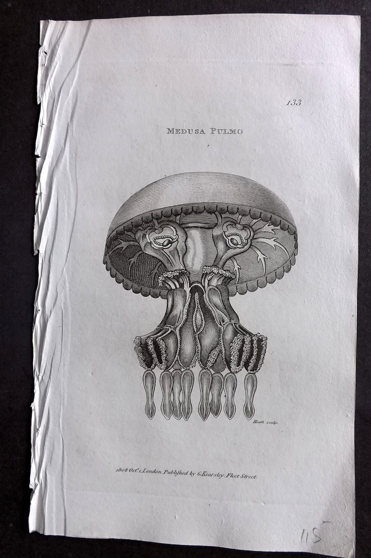 Shaw, George 1809 Antique Print. Medusa Pulmo Jellyfish 133: Copper Plate Published 1809 by G.Kearsley, London for "Zoological Lectures..." by George Shaw. Paper Size: 8 x 5 inch (21 x 13cm) Good Condition