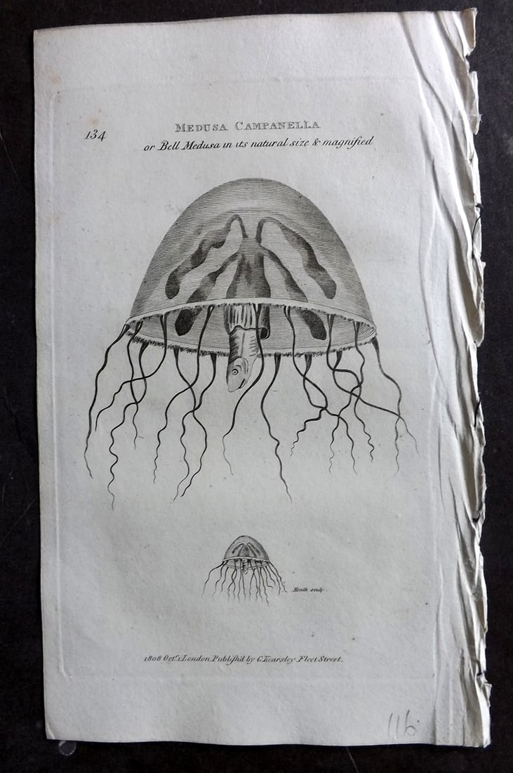 Shaw, George 1809 Antique Print. Medusa Campanella Jellyfish 134: Copper Plate Published 1809 by G.Kearsley, London for "Zoological Lectures..." by George Shaw. Paper Size: 8 x 5 inch (21 x 13cm) Good Condition