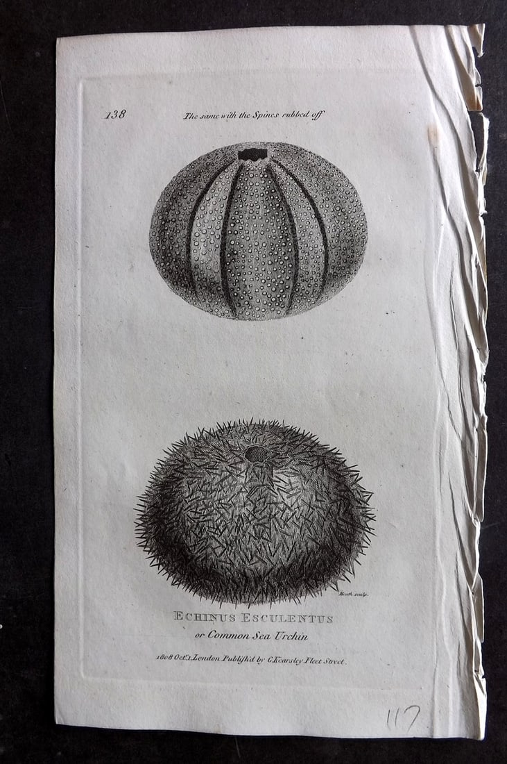 Shaw, George 1809 Antique Print. Common Sea Urchin 138: Copper Plate Published 1809 by G.Kearsley, London for "Zoological Lectures..." by George Shaw. Paper Size: 8 x 5 inch (21 x 13cm) Good Condition