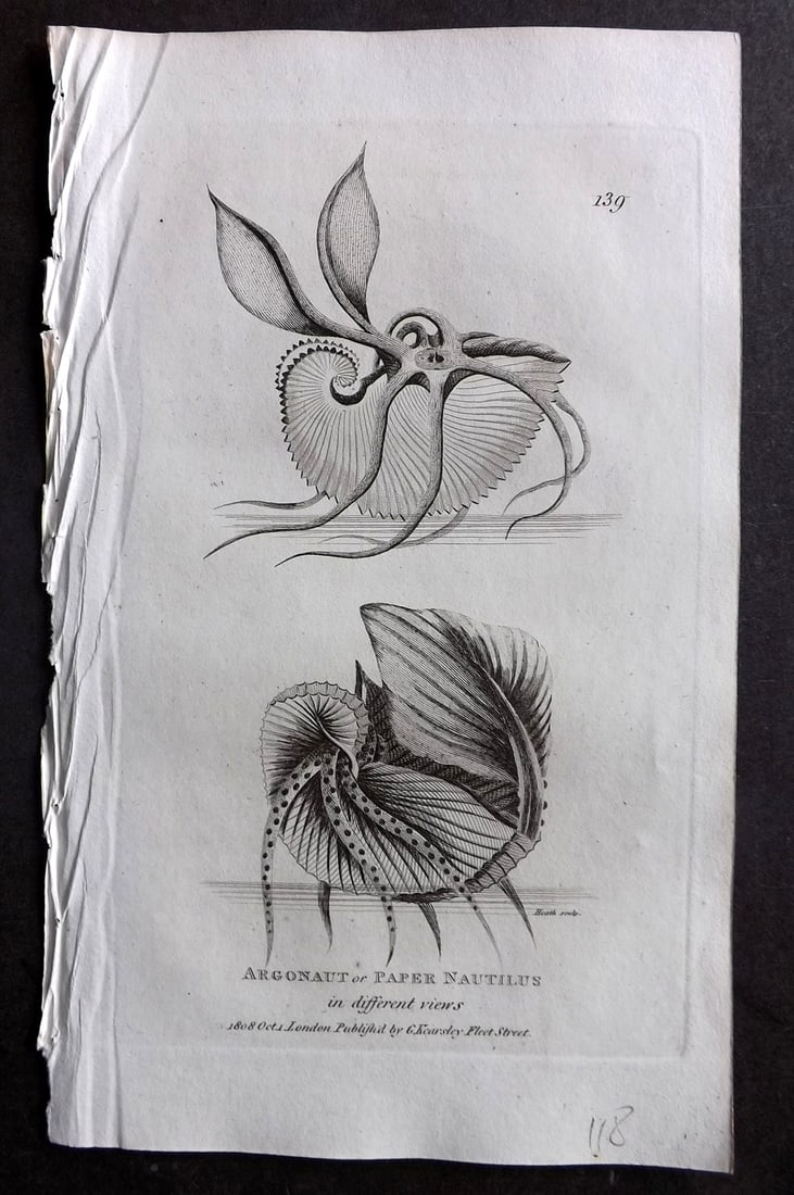 Shaw, George 1809 Antique Print. Argonaut of Paper Nautilus 139 (1 of 1)