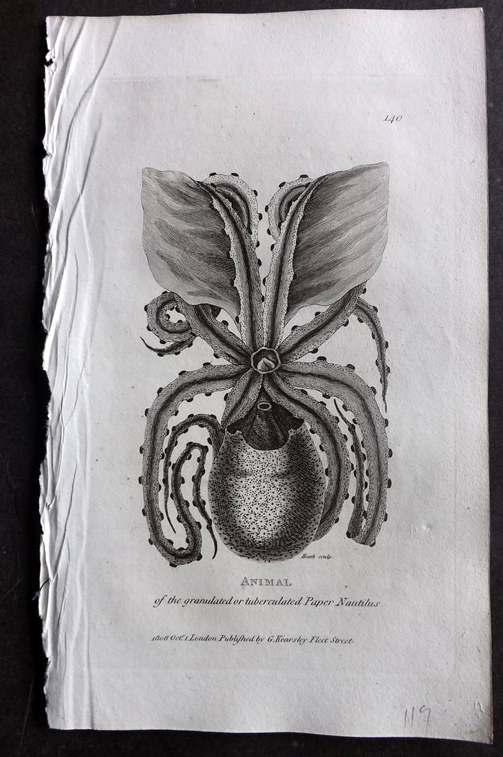 Shaw, George 1809 Antique Print. Paper Nautilus 140 (1 of 1)