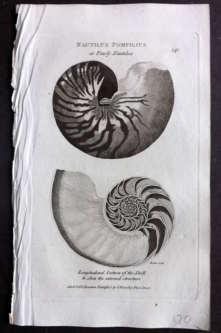Shaw, George 1809 Antique Print. Nautilus Pompilius Shell 141 (1 of 1)