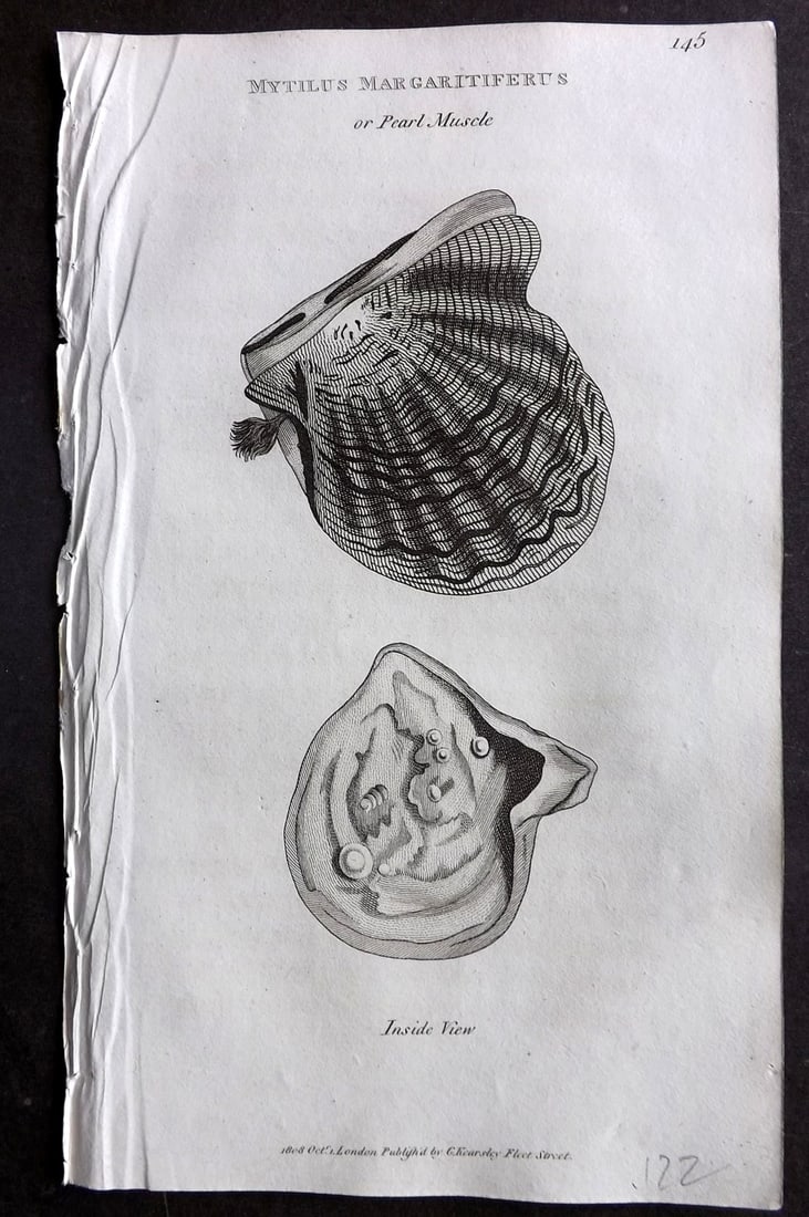 Shaw, George 1809 Antique Print. Pearl Muscle Shell 145: Copper Plate Published 1809 by G.Kearsley, London for "Zoological Lectures..." by George Shaw. Paper Size: 8 x 5 inch (21 x 13cm) Good Condition
