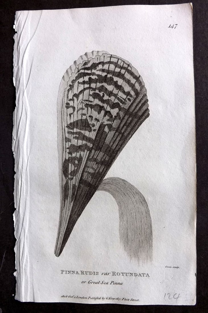 Shaw, George 1809 Antique Print. Great Sea Pinna Shell 147: Copper Plate Published 1809 by G.Kearsley, London for "Zoological Lectures..." by George Shaw. Paper Size: 8 x 5 inch (21 x 13cm) Good Condition