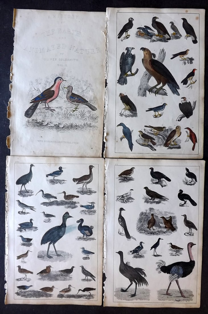 Goldsmith 1847 Lot of 4 Hand Col Bird Prints: Hand Colored Etching/Engraving Published 1847 by A. Fullarton & Co., London for "A History of the Earth and Animated Nature" by Oliver Goldsmith. Paper Size: 10 x 6 inch (25 x 16cm) Minor toning, Good