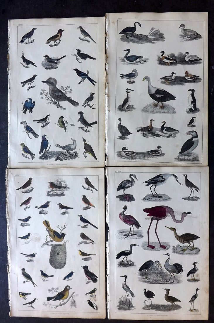Goldsmith 1847 Lot of 4 Hand Col Bird Prints: Hand Colored Etching/Engraving Published 1847 by A. Fullarton & Co., London for "A History of the Earth and Animated Nature" by Oliver Goldsmith. Paper Size: 10 x 6 inch (25 x 16cm) Minor toning, Good